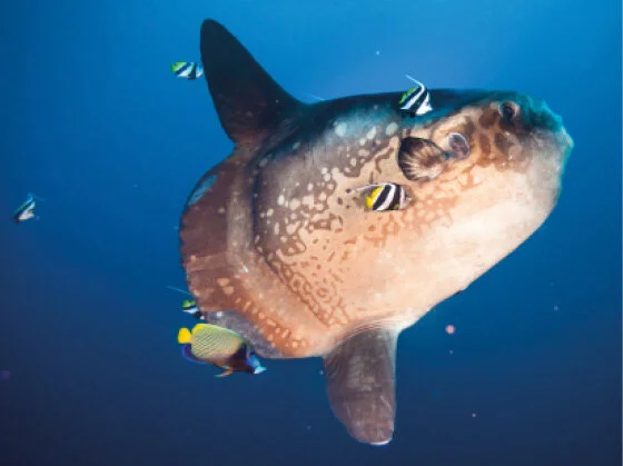 Mola mola fish deals